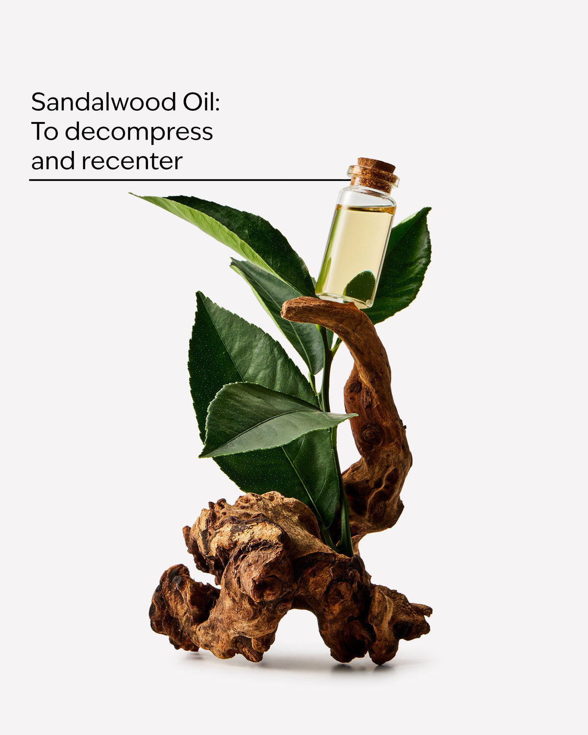 Bath & Body Works Sandalwood Ultimate Hydration Body Cream 8 oz / 226 g — image 2